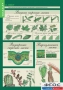 Комплект таблиц. Биология 6 класс. Растения, грибы, лишайники - fgospostavki.ru - Зеленогорск
