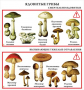 Комплект кодотранспарантов "Грибы" - fgospostavki.ru - Зеленогорск