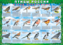 Комплект таблиц "Птицы России (4 листа)" (100х140 сантиметров, винил) - fgospostavki.ru - Зеленогорск