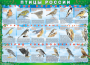 Комплект таблиц "Птицы России (4 листа)" (100х140 сантиметров, винил) - fgospostavki.ru - Зеленогорск