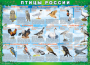 Комплект таблиц "Птицы России (4 листа)" (100х140 сантиметров, винил) - fgospostavki.ru - Зеленогорск