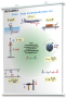 Плакаты по физике для оформления кабинета. - fgospostavki.ru - Зеленогорск