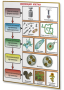 Плакаты по биологии для оформления кабинета. - fgospostavki.ru - Зеленогорск